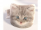 3D Polštářek Šedivé kotě 